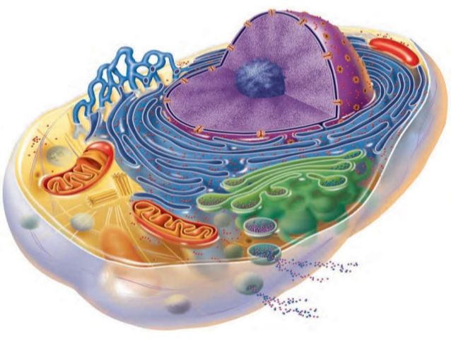 Human Cell
