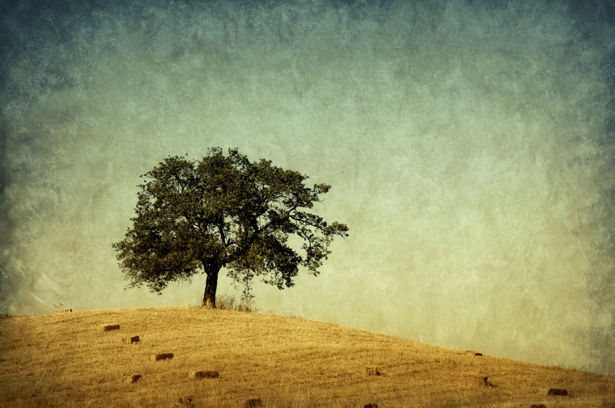 Header banner image