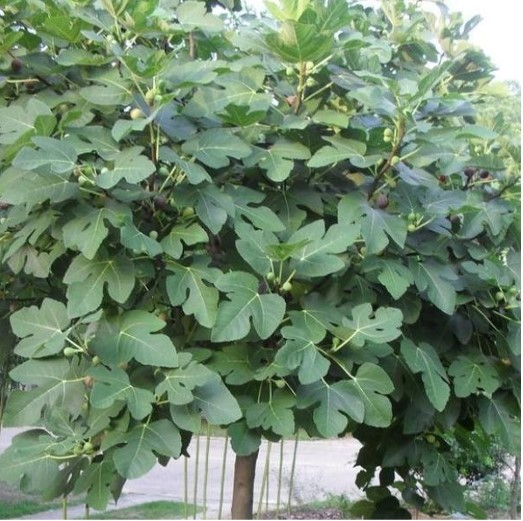 Bible Truth blog image - Parable of the Barren Figtree
