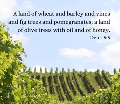 Bible Truth blog image - Observe All Commands